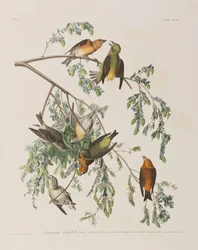 Illustrasjon fra 'Birds of America'