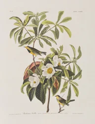 Illustrasjon fra 'Birds of America'