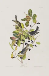 Illustrasjon fra 'Birds of America'