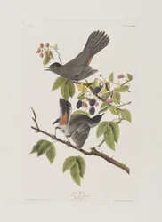 Illustrasjon fra 'Birds of America'