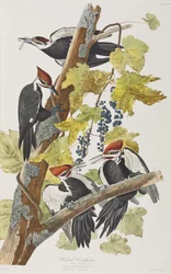 Illustrasjon fra 'Birds of America'