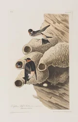 Illustrasjon fra 'Birds of America'