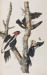 Illustrasjon fra 'Birds of America'