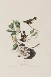 Illustrasjon fra 'Birds of America'