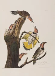 Illustrasjon fra 'Birds of America'
