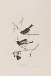 Illustrasjon fra 'Birds of America'