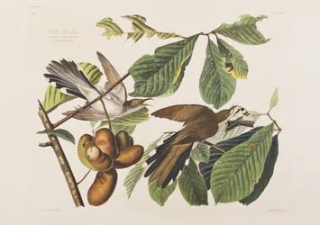 Illustrasjon fra 'Birds of America'