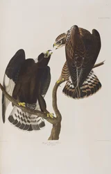 Illustrasjon fra 'Birds of America'