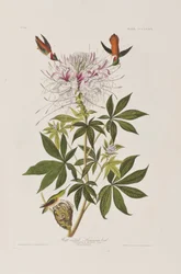 Illustrasjon fra 'Birds of America'