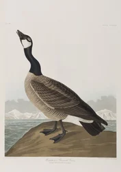 Illustrasjon fra 'Birds of America'