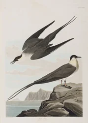 Illustrasjon fra 'Birds of America'