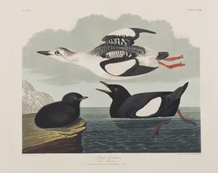 Illustrasjon fra 'Birds of America'