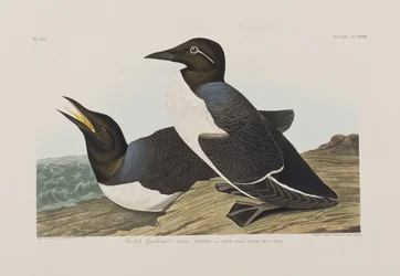 Illustrasjon fra 'Birds of America'
