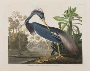 Illustrasjon fra 'Birds of America'
