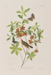 Illustrasjon fra 'Birds of America'