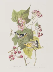 Illustrasjon fra 'Birds of America'
