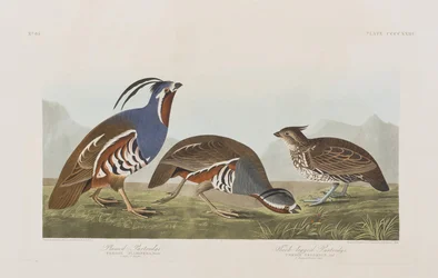 Illustrasjon fra 'Birds of America'