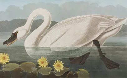 Illustrasjon fra 'Birds of America'