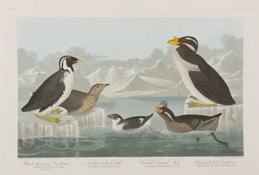 Illustrasjon fra 'Birds of America'