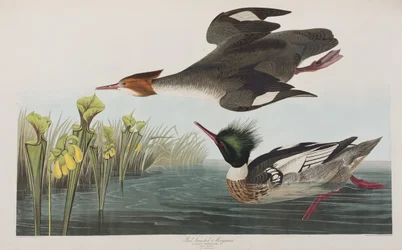 Illustrasjon fra 'Birds of America'