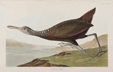 Illustrasjon fra 'Birds of America'
