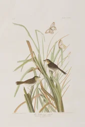 Illustrasjon fra 'Birds of America'