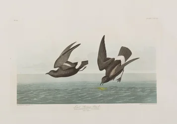 Illustrasjon fra 'Birds of America'