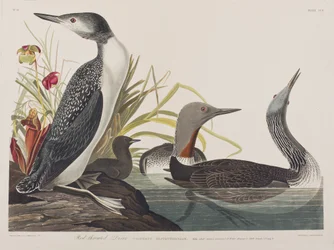 Illustrasjon fra 'Birds of America'