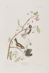Illustrasjon fra 'Birds of America'