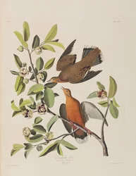 Illustrasjon fra 'Birds of America'