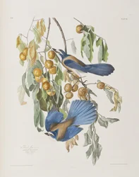 Illustrasjon fra 'Birds of America'