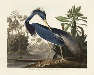 Louisiana-hegre fra *Birds of America* (1827)