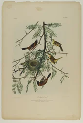 Orchard Oriole, trykt av Julien Bien og utgitt av Roe Lockwood & Son, 1861 (kromolitografi)
