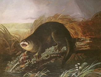 Otter fanget i en felle