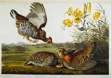 Pinnede ryper. Greater Prairie Chicken