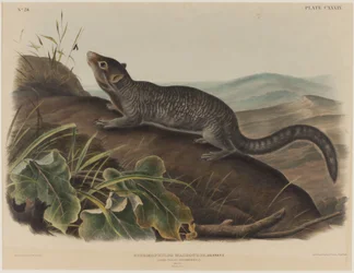 Spermophilus Macrourus (langhalet jordekorn)