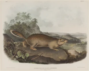 Spermophilus Parry (Parrys murmeldyrekorn)