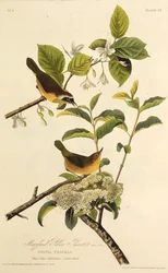 Maryland Yellowthroat. Fra The Birds of America, 1827-1838.