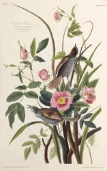 Sjøsidefinken. Fra The Birds of America, 1827-1838.