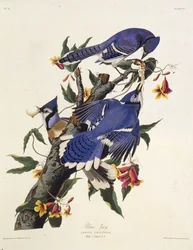 Den blå jayen. Fra The Birds of America, 1827-1838.