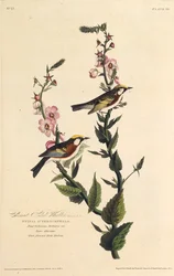 Den kastanjesidige sangeren. Fra The Birds of America, 1827-1838.