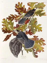 Den grå jayen. Fra The Birds of America, 1827-1838.