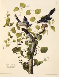 Torpeten. Fra The Birds of America, 1827-1838.