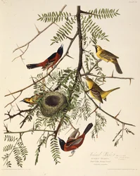 Orchard oriole. Fra The Birds of America, 1827-1838.