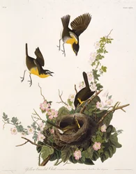Gulbrystsanger. Fra The Birds of America, 1827-1838