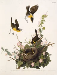 Den gulbrystede sangeren. Fra Amerikas fugler, 1827-1838