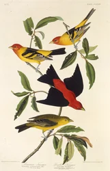 Vestlig tanager. Scarlet tanager. Fra The Birds of America, 1827-1838.