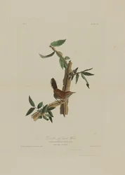 Bewicks langhalede gjerdesmett, fra Birds of America, gravert av Robert Havell (1793-1878)
