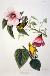 Blue Winged Yellow Warbler, fra Birds of America, gravert av Robert Havell (1793-1878)