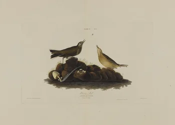 Brown Lark, fra Birds of America, gravert av Robert Havell (1793-1878)